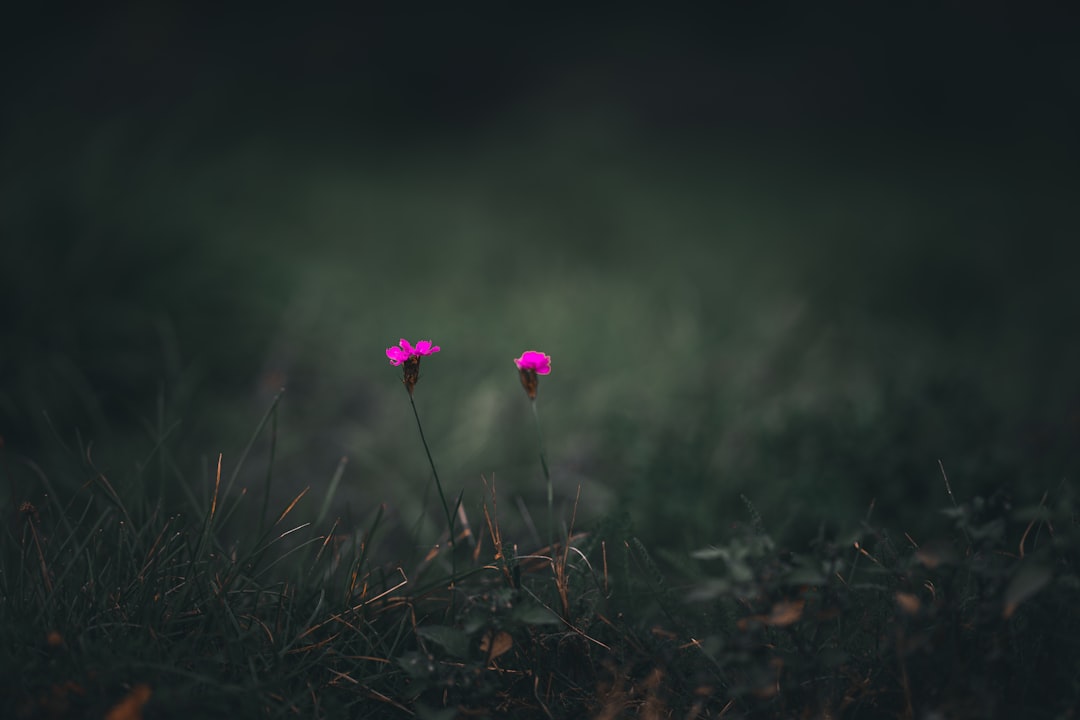pink flower on green grass