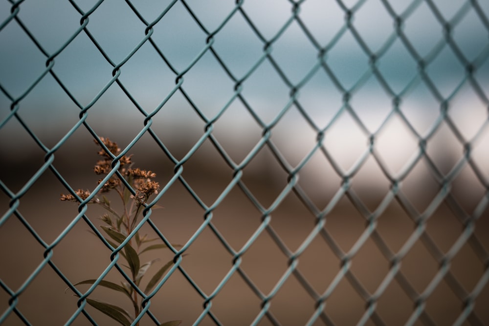brown plant on gray metal fence