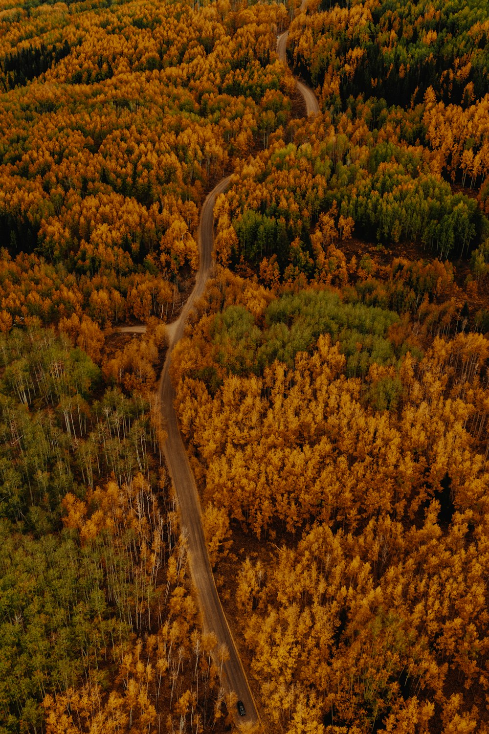 yellow and green trees during daytime