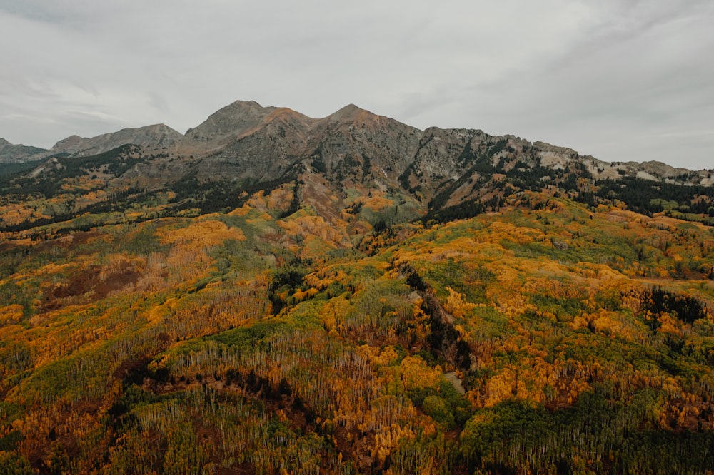 green and brown trees on mountain under white clouds during daytime