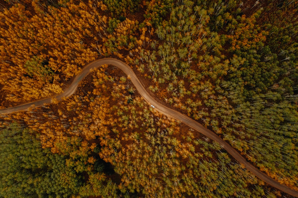 Vue aérienne d’arbres verts