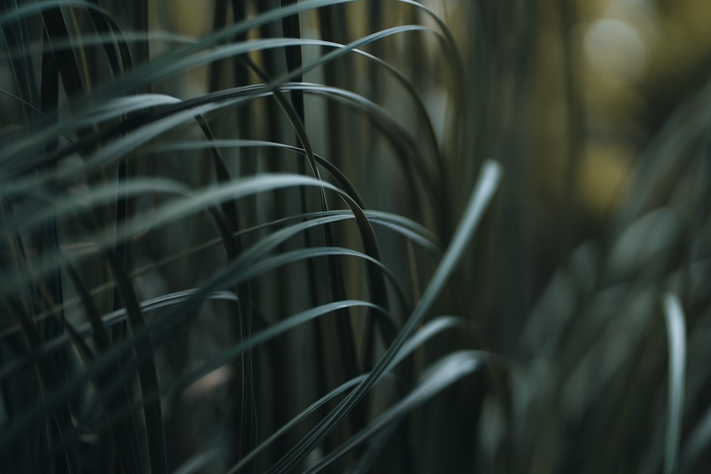 green grass in close up photography