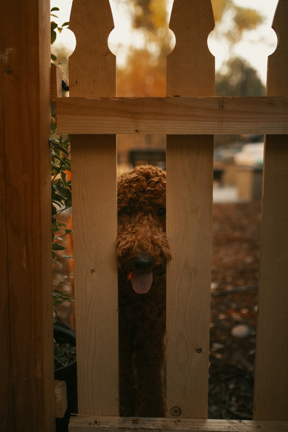 brown wooden fence with brown curly haired dog