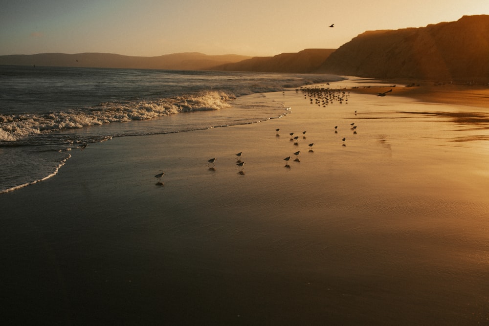 people on beach during daytime