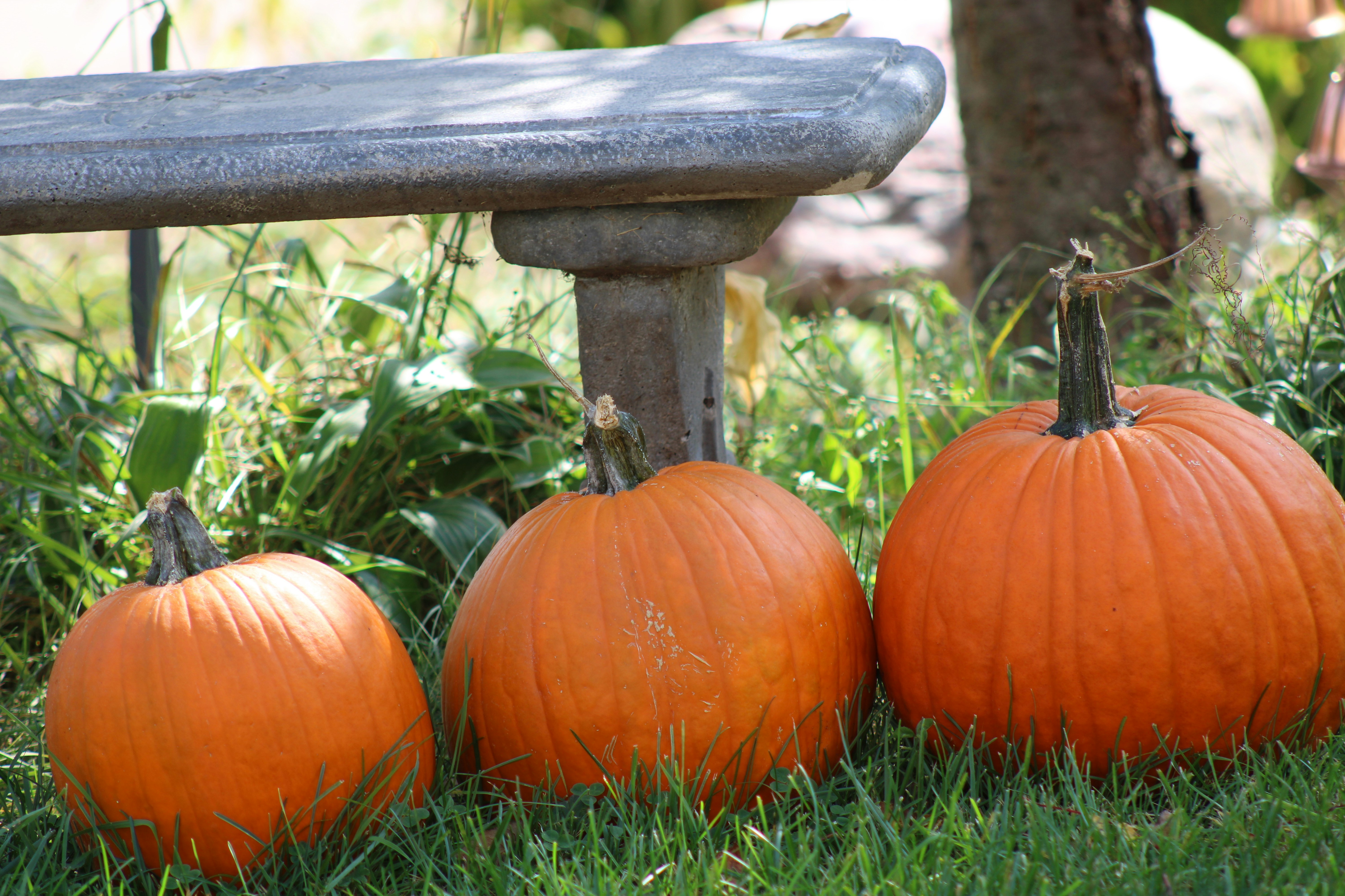 33 Greater Victoria Experiences (Plus 10 Pumpkin Patch Options)