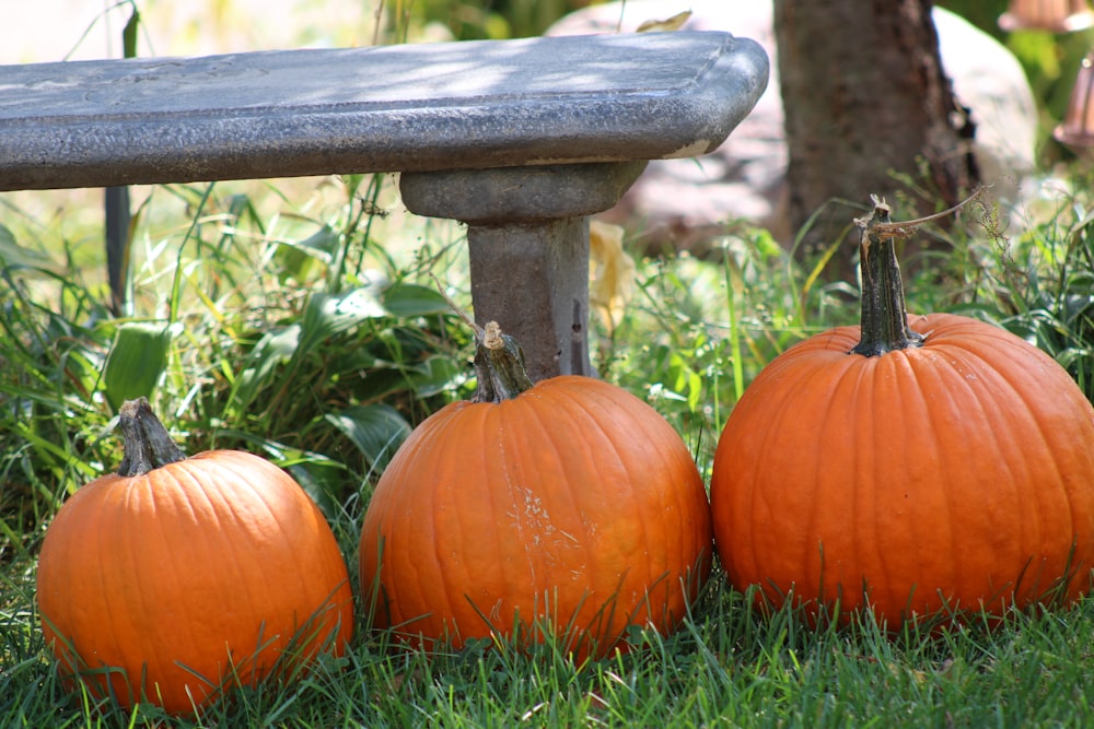 orange pumpkin on green grass field during daytime