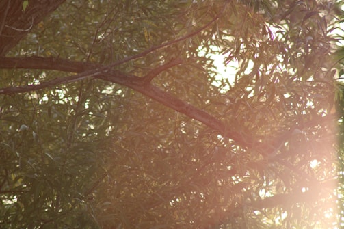 A team trimming tree branches with care, sunlight filtering through the leaves.