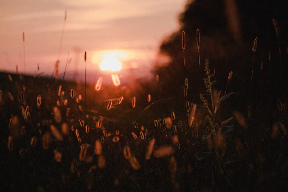 brown grass field during sunset