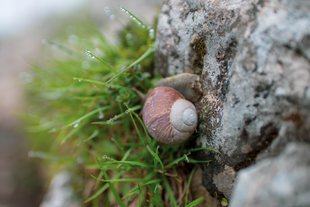 brown snail on green grass