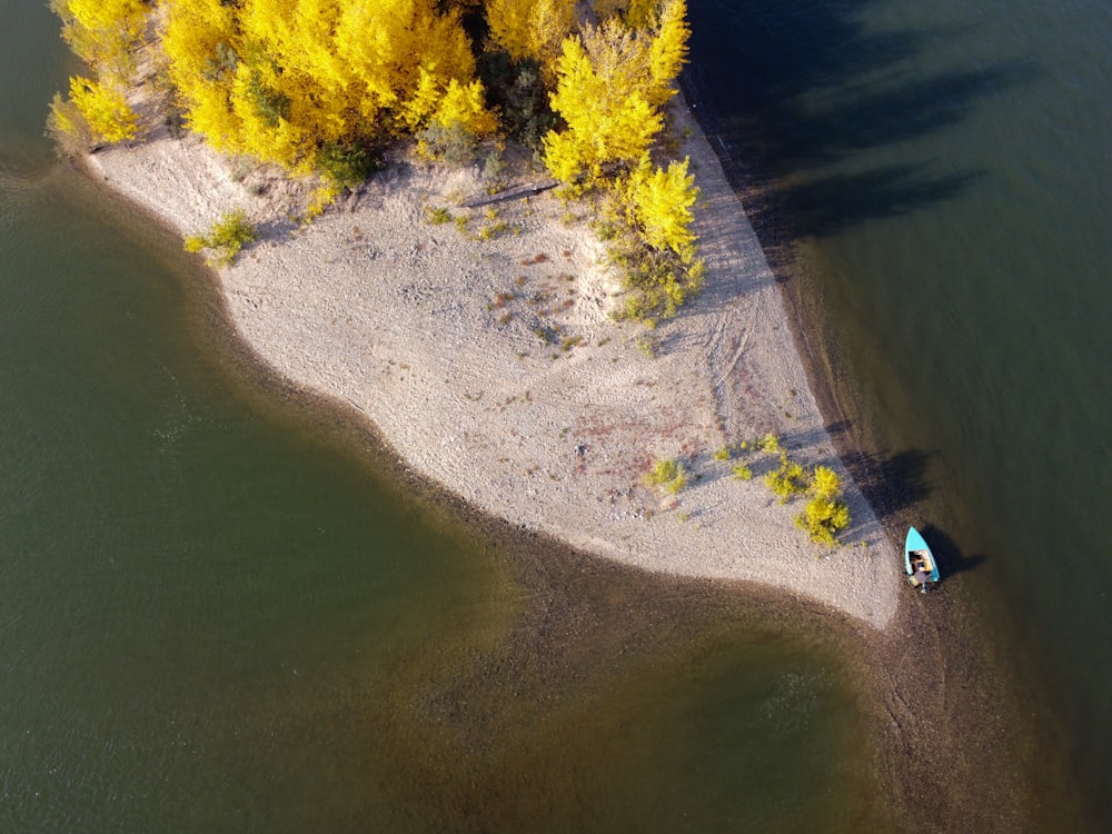 Veduta aerea di alberi verdi accanto al fiume durante il giorno