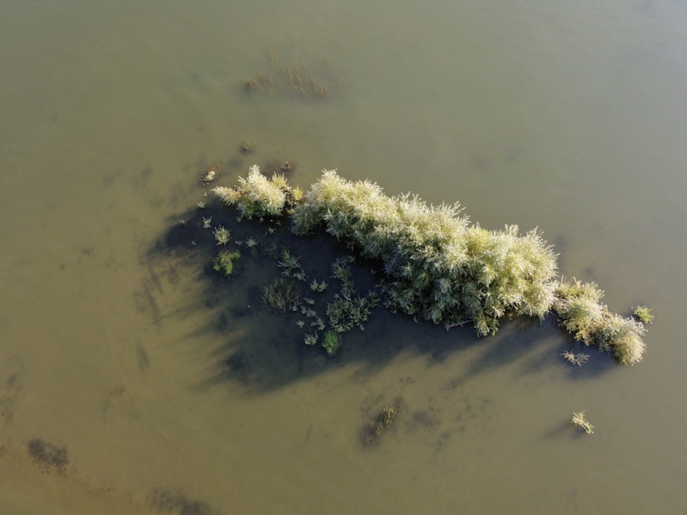 green plant on gray sand