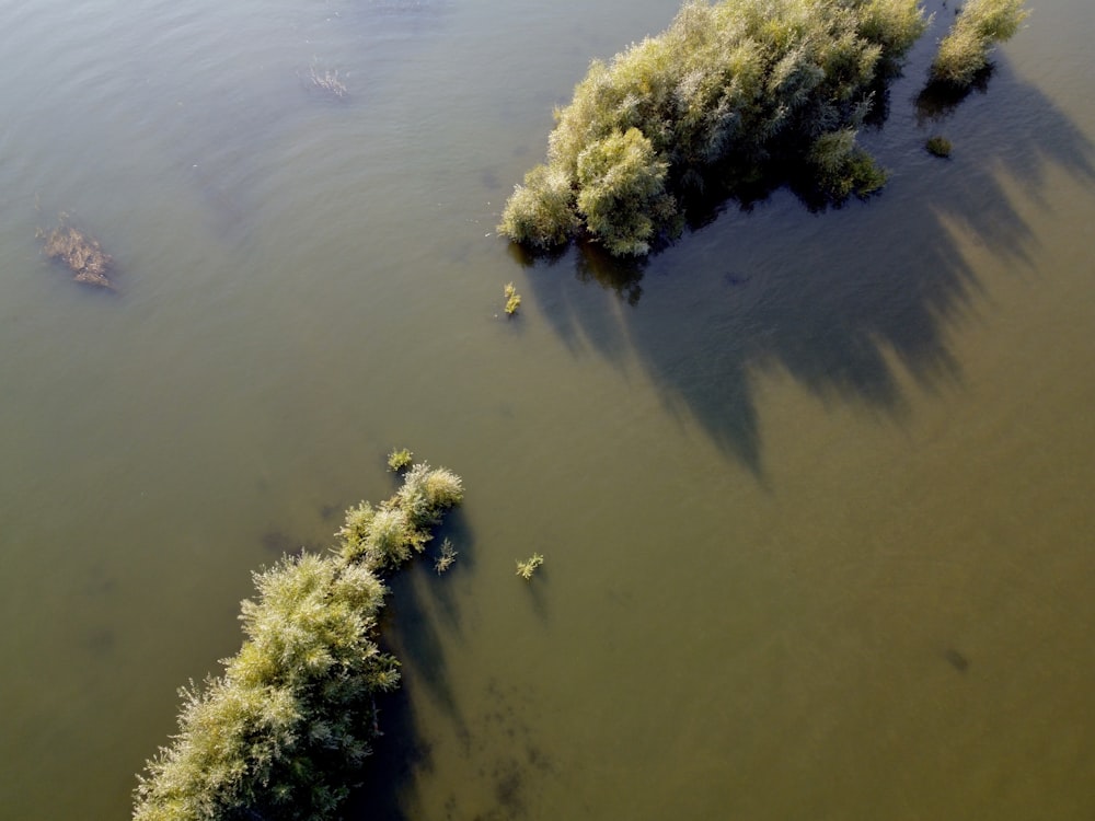 green grass on body of water during daytime