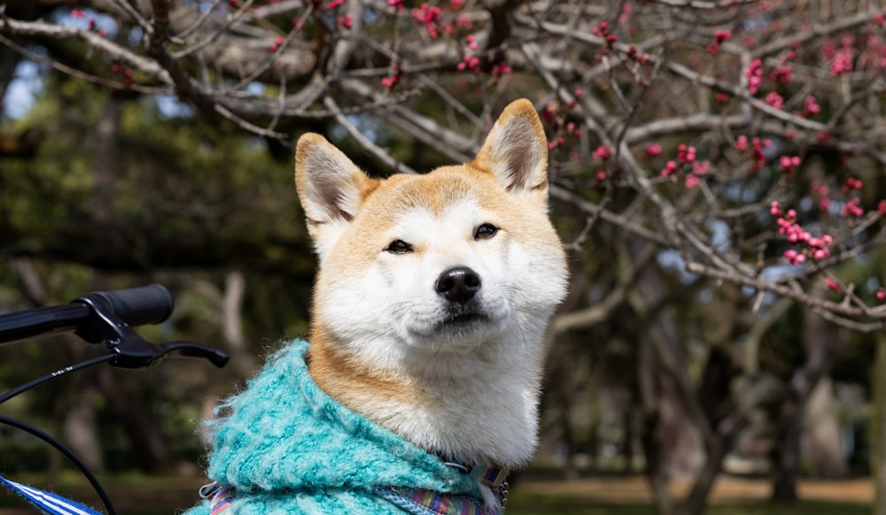 brown and white dog with blue scarf
