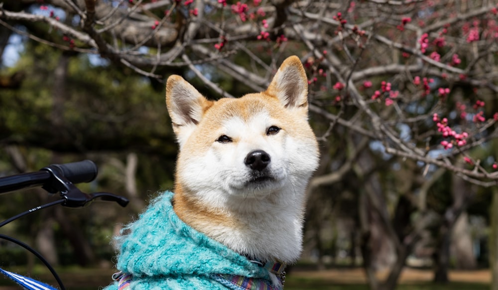 青いスカーフを持つ茶色と白の犬