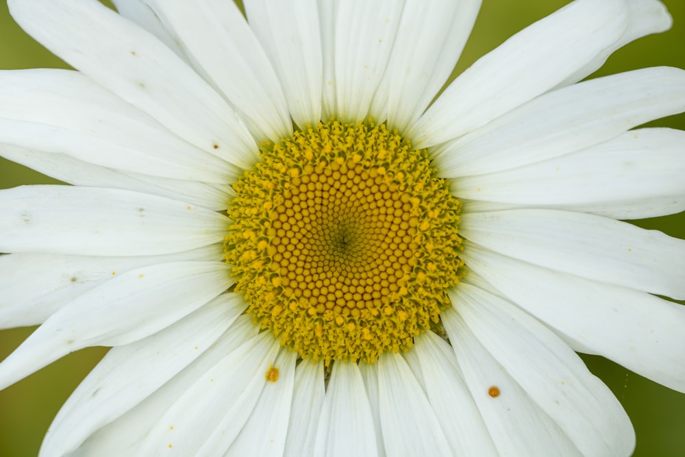 white and yellow daisy flower