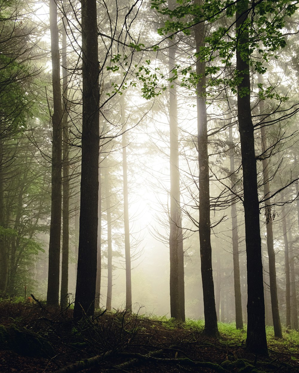 Grüne Bäume im Wald tagsüber