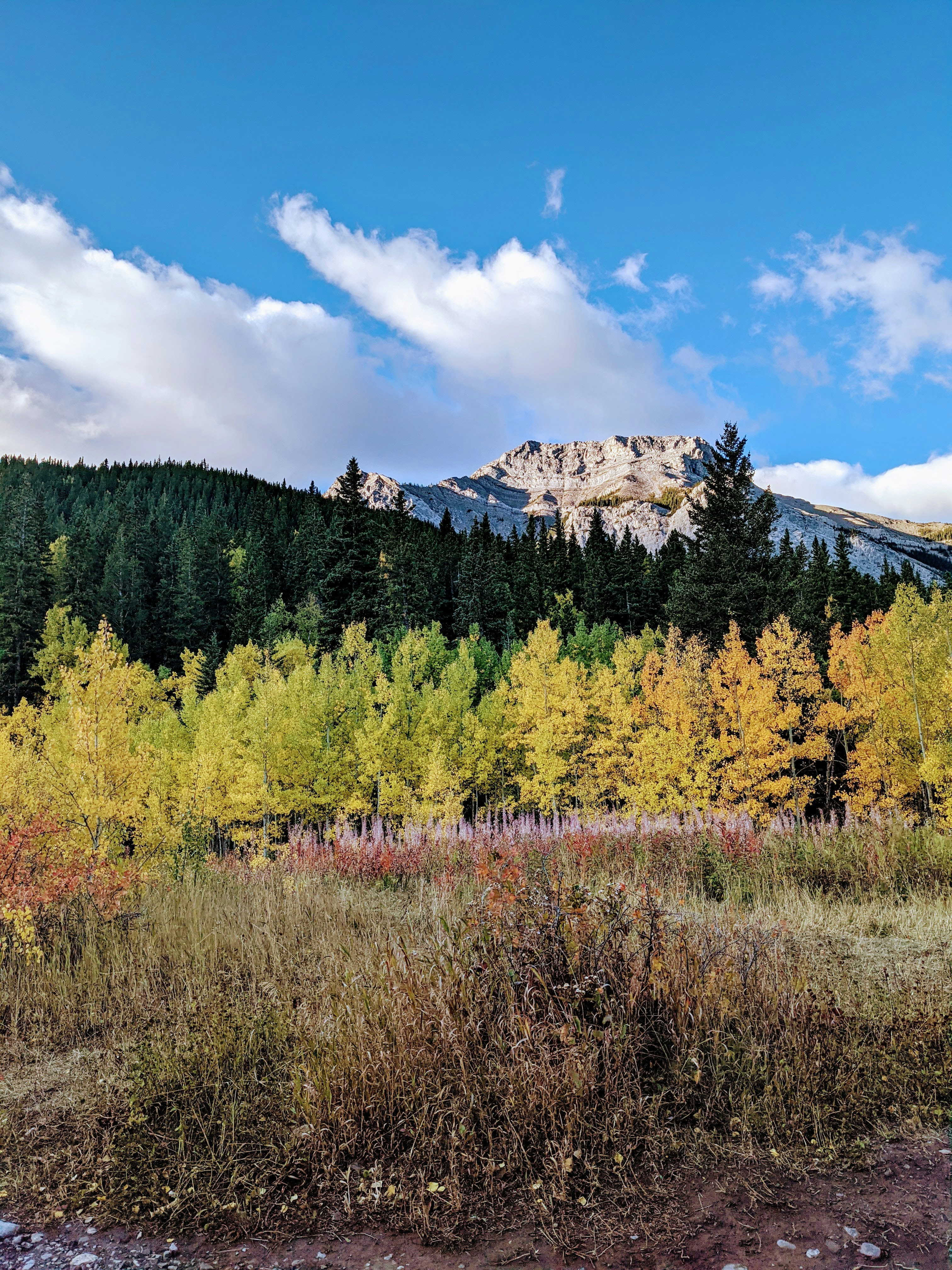green and yellow trees under blue sky during daytime