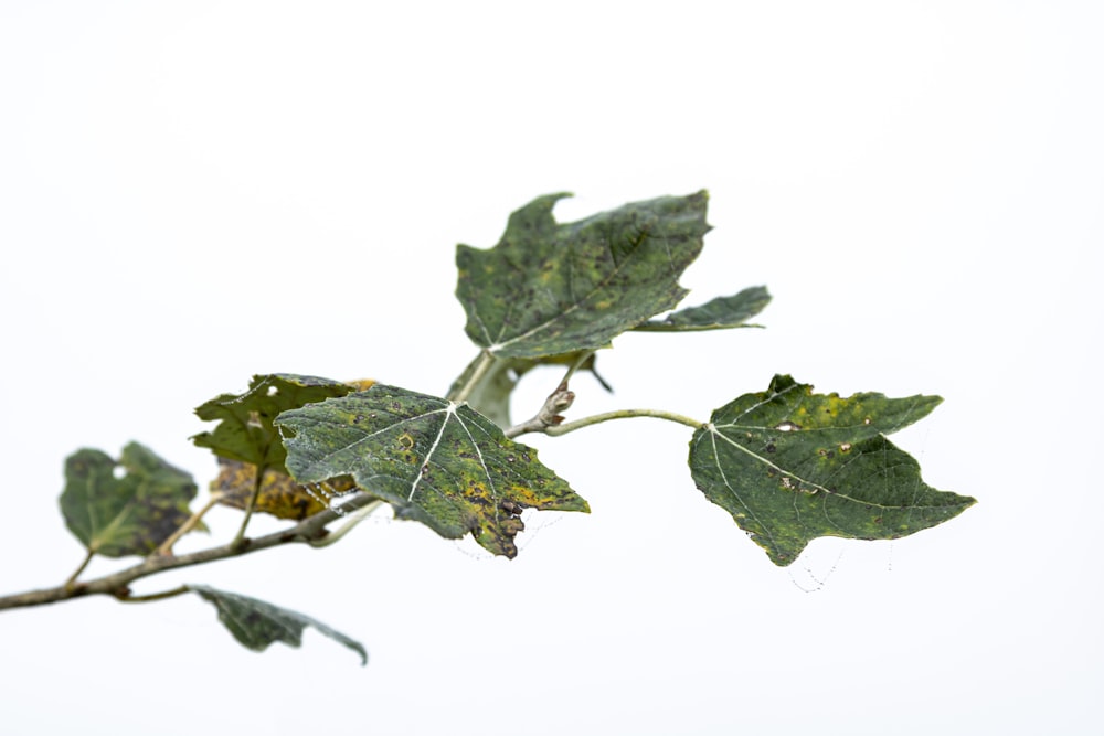 green leaf with white background