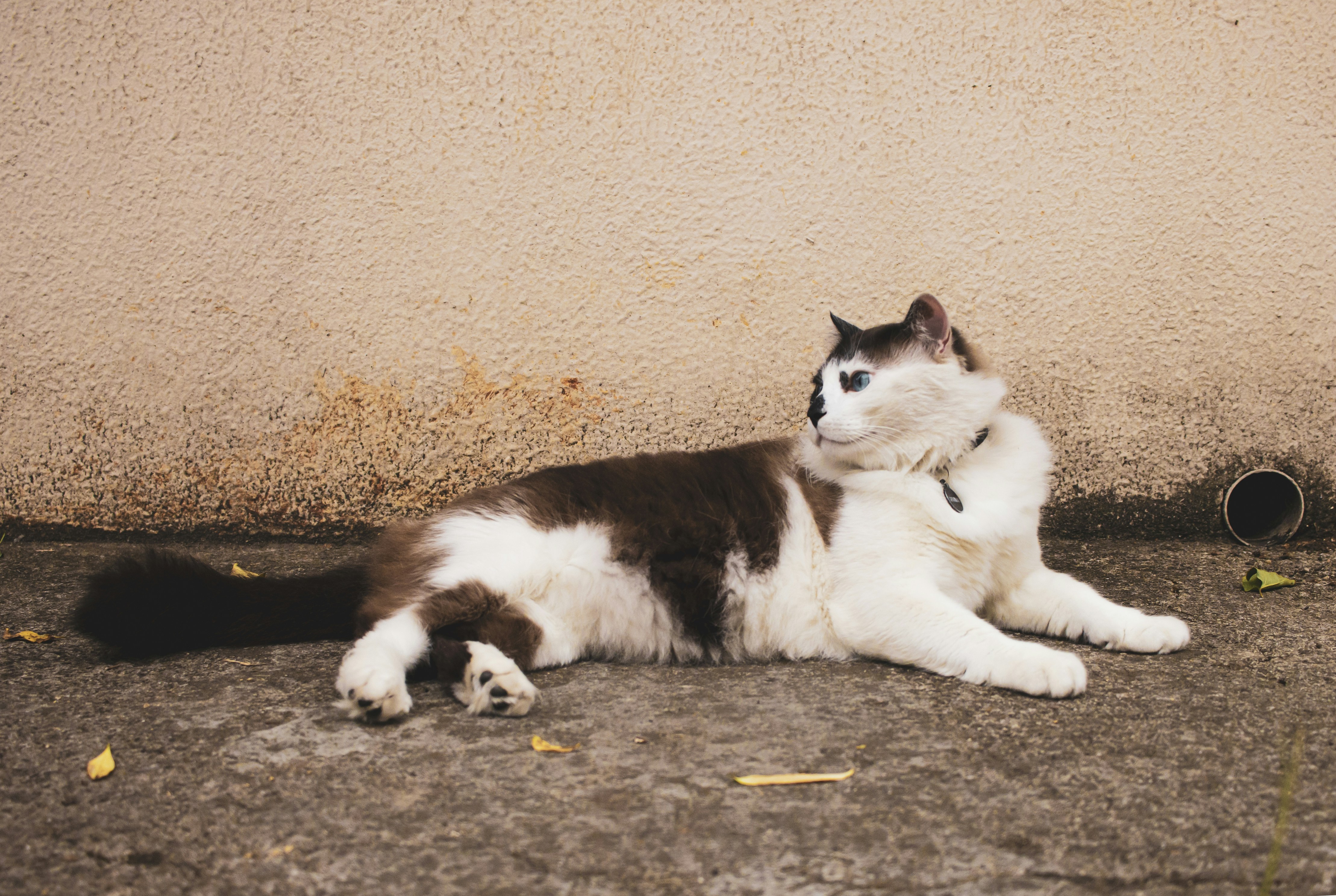 Photo by pedrobotton