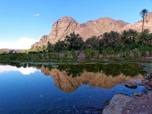 green trees near lake and mountain during daytime