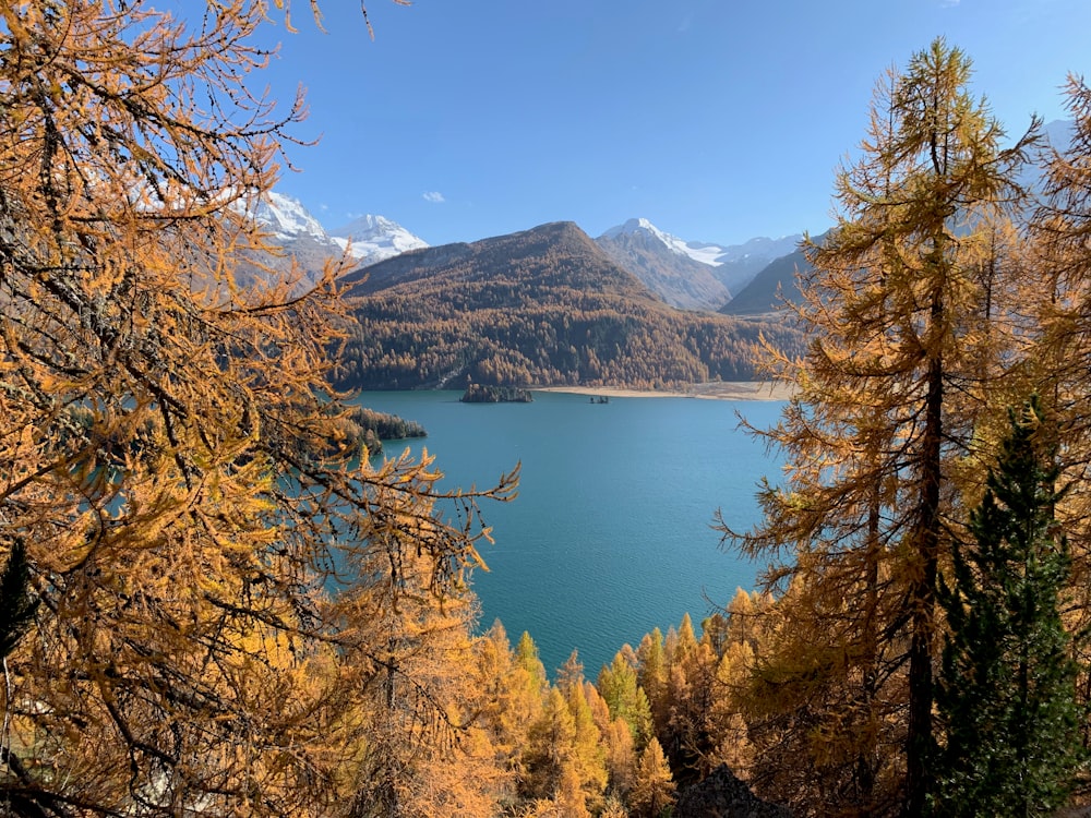 Braune Bäume in der Nähe des Sees unter blauem Himmel tagsüber