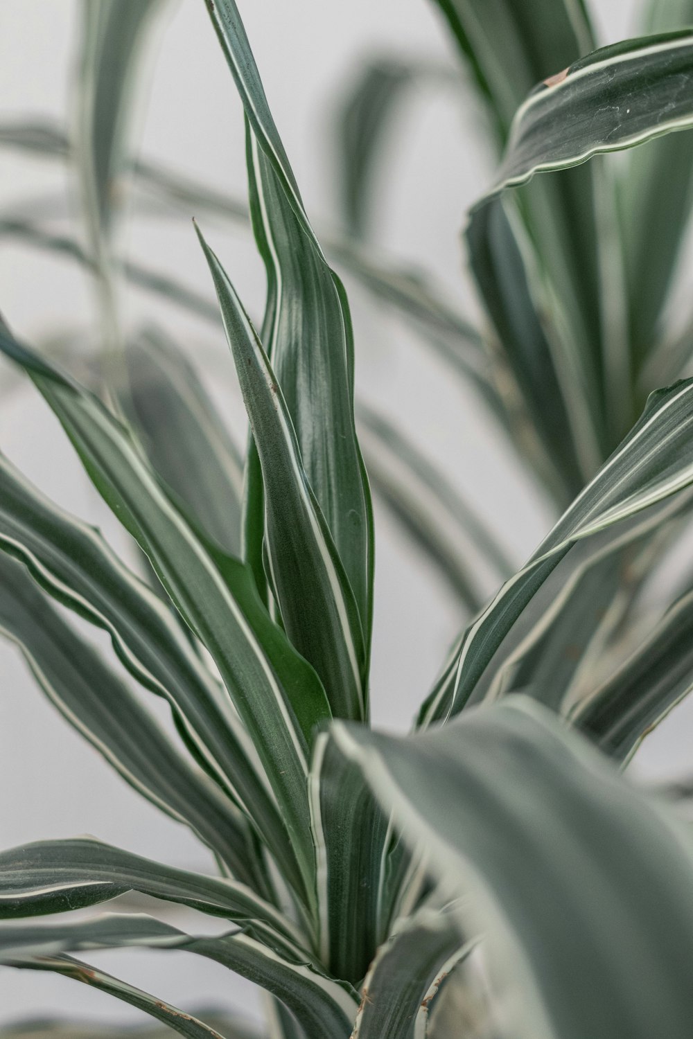 a close up of a plant with green leaves