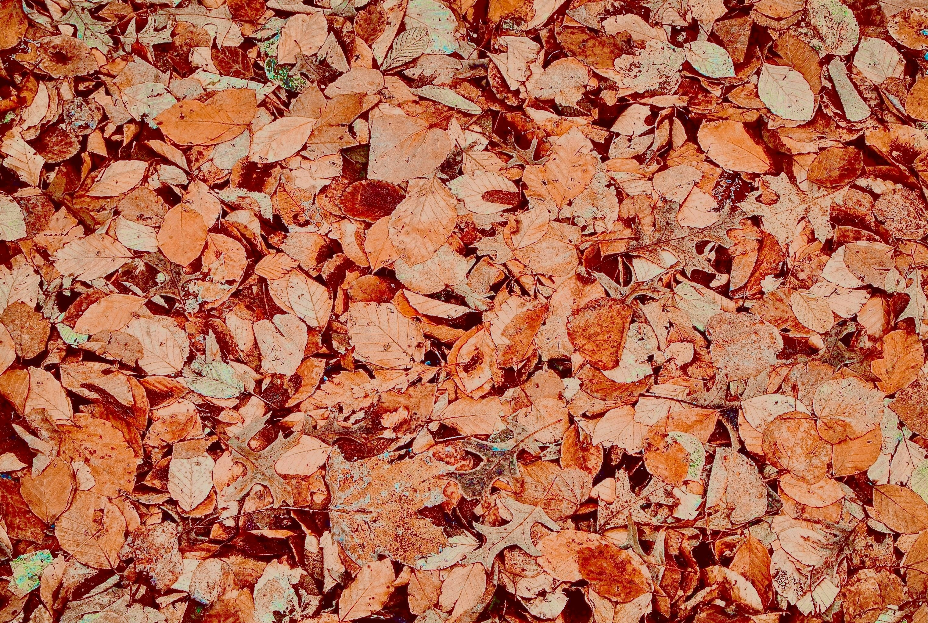 a close up of a bunch of leaves on the ground