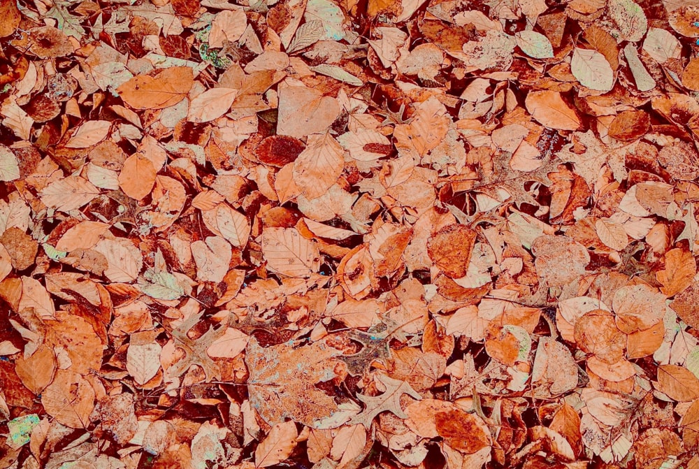 Un primer plano de un manojo de hojas en el suelo
