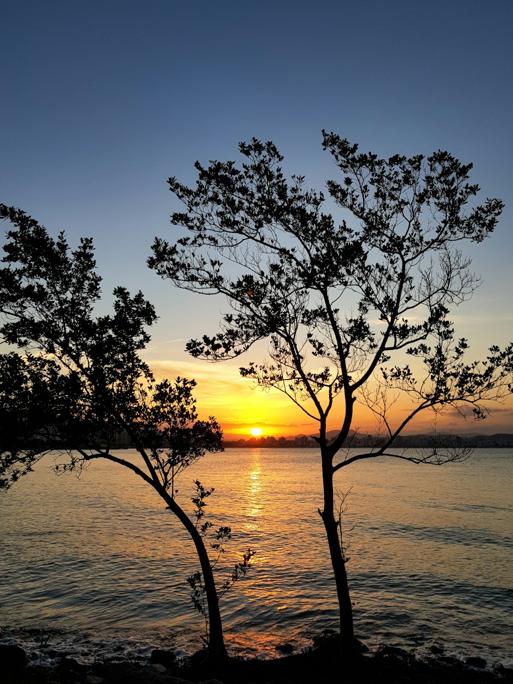 a couple of trees sitting next to a body of water