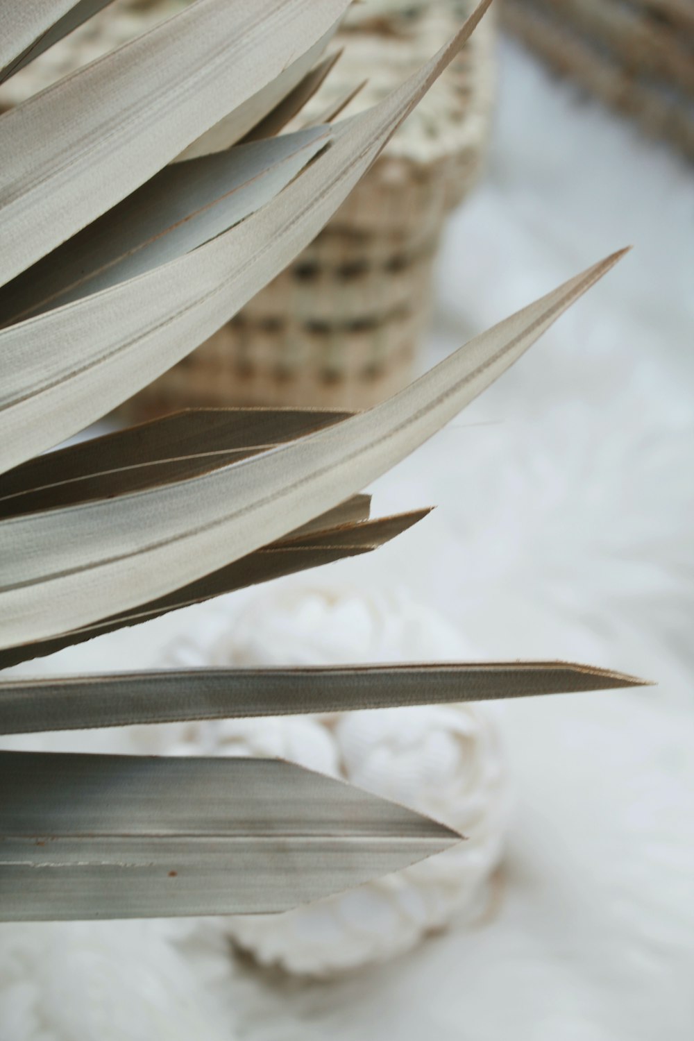 a close up of a plant with a basket in the background