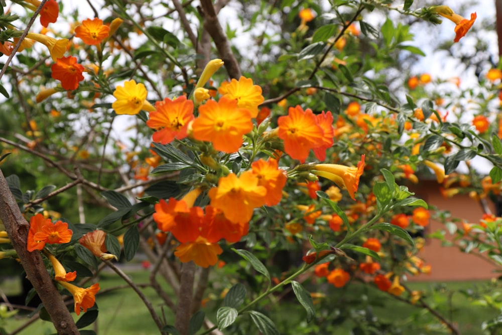 yellow flowers with green leaves