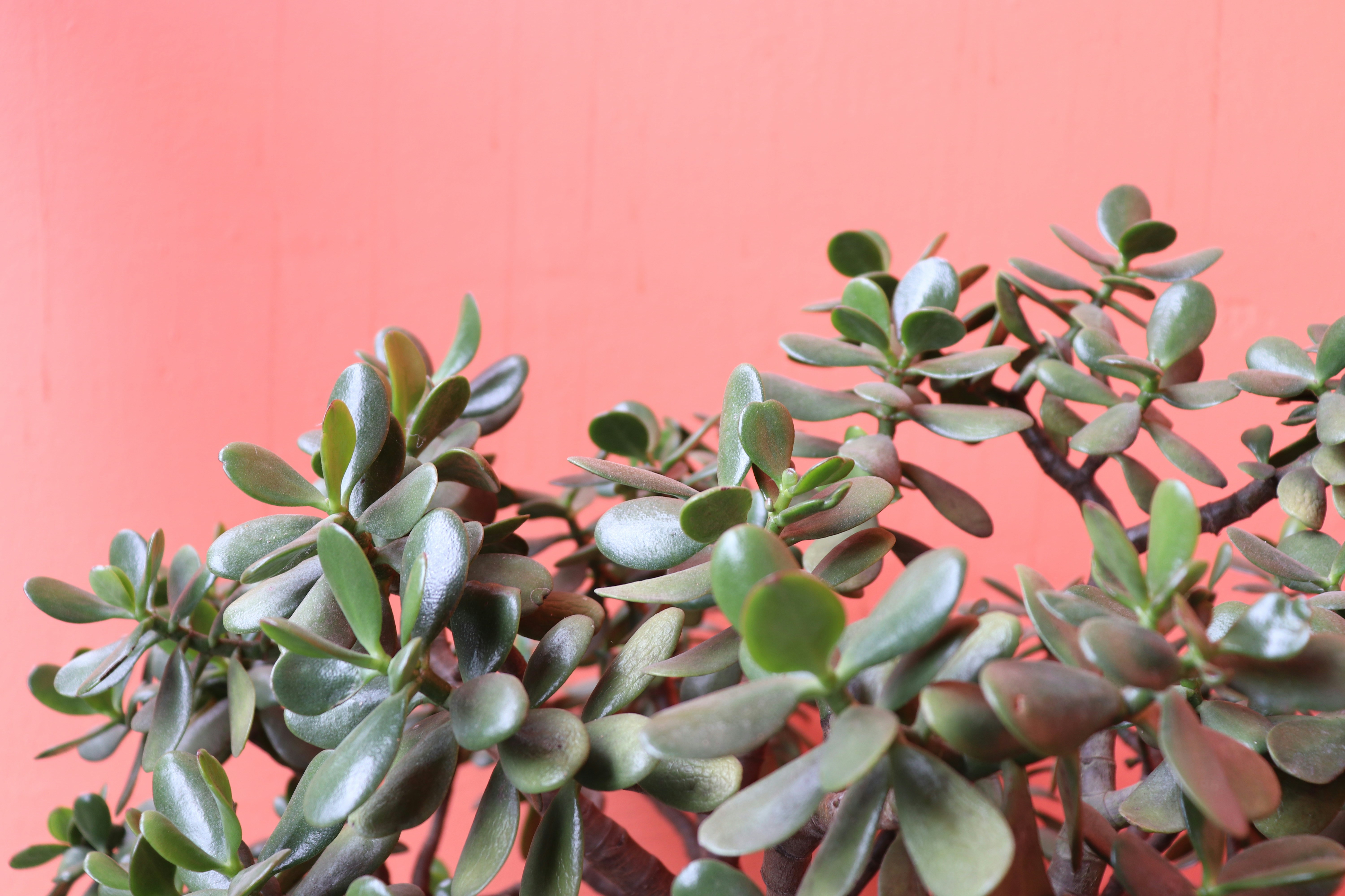 Boquete, Panama - Plantas en Chiriquí, Panamá
Instagram:
@BetzyWithZ
@traveland_photos