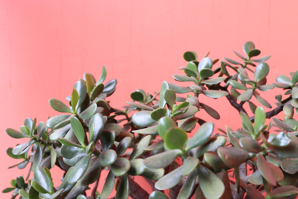 green and red plant leaves