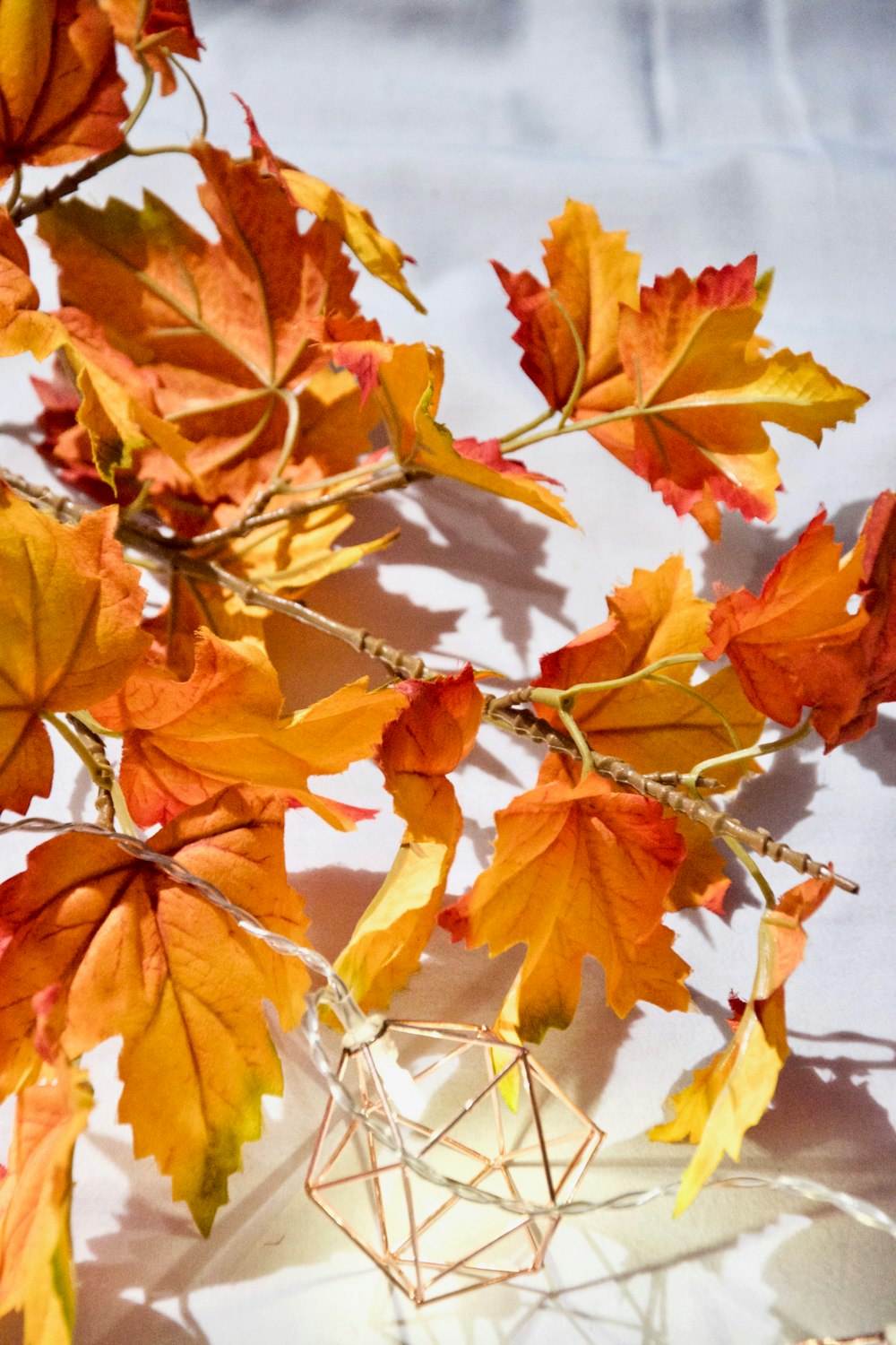 brown leaves on tree branch during daytime