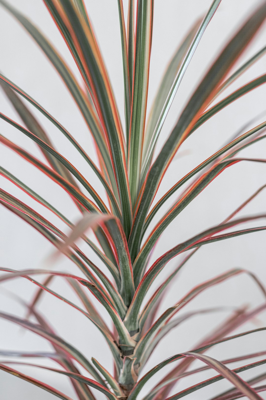 green plant in close up photography