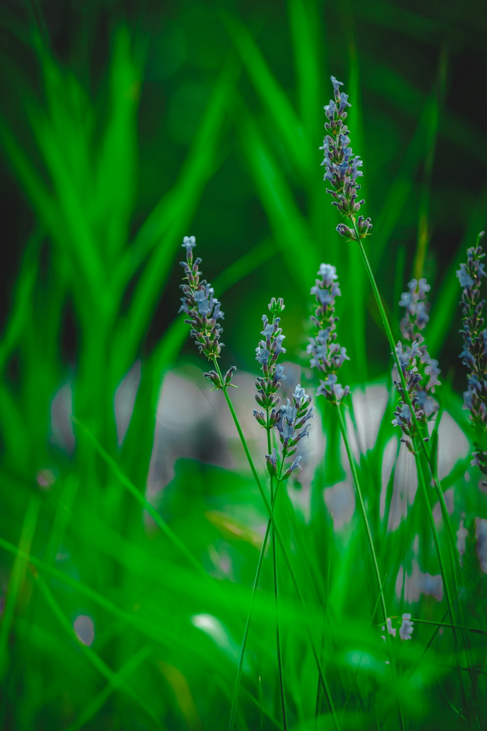 white and purple flower in tilt shift lens