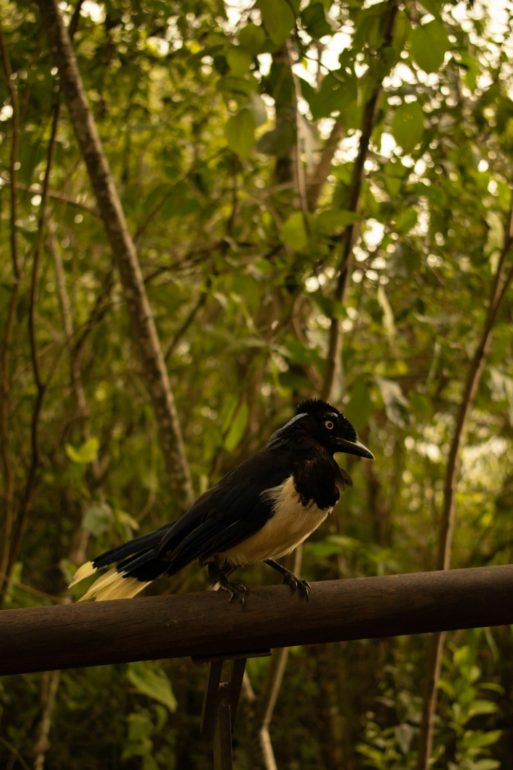 a black and white bird sitting on a rail