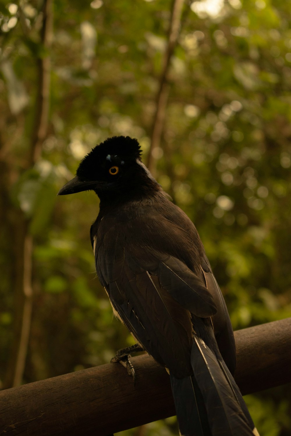 black bird on brown tree branch during daytime