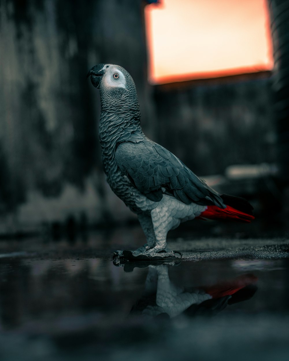 gray and white bird on cage