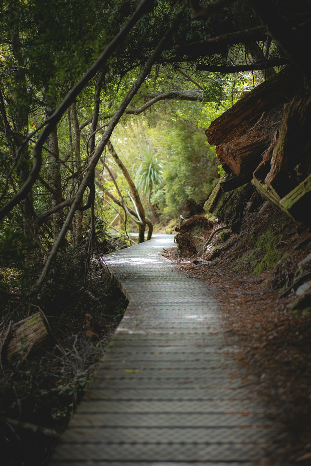 brown pathway between green trees during daytime