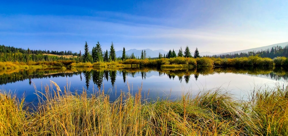 green trees beside body of water under blue sky during daytime