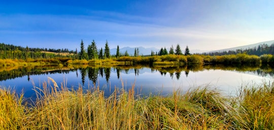 green trees beside body of water under blue sky during daytime in Jasper National Park Canada