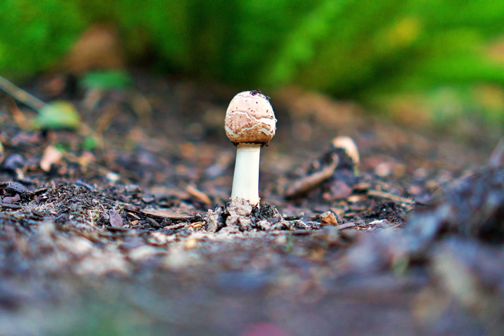 white and brown mushroom in tilt shift lens
