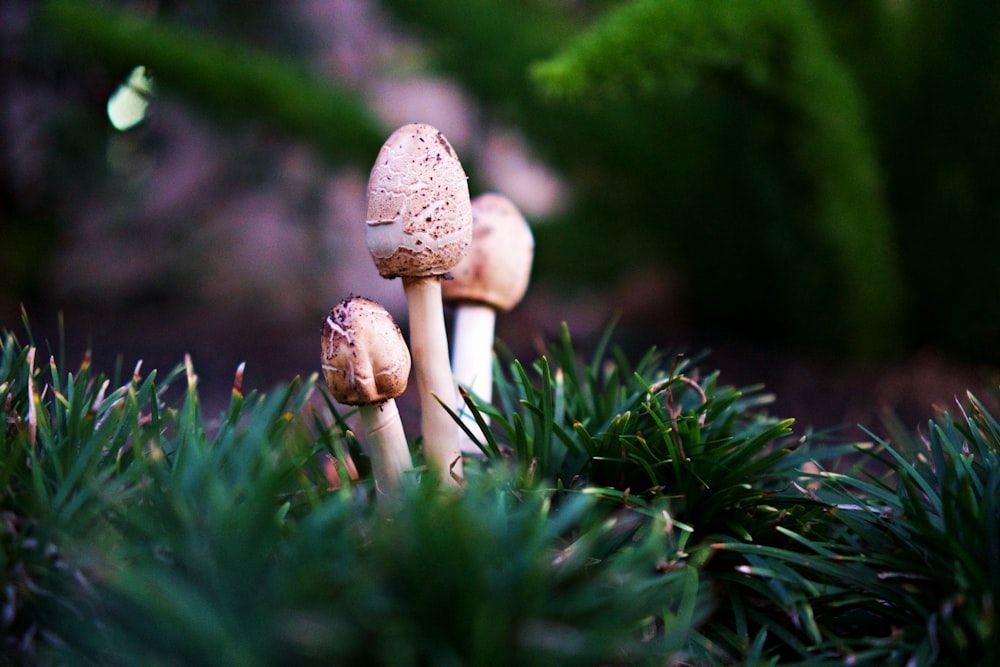 white mushroom in green grass during daytime