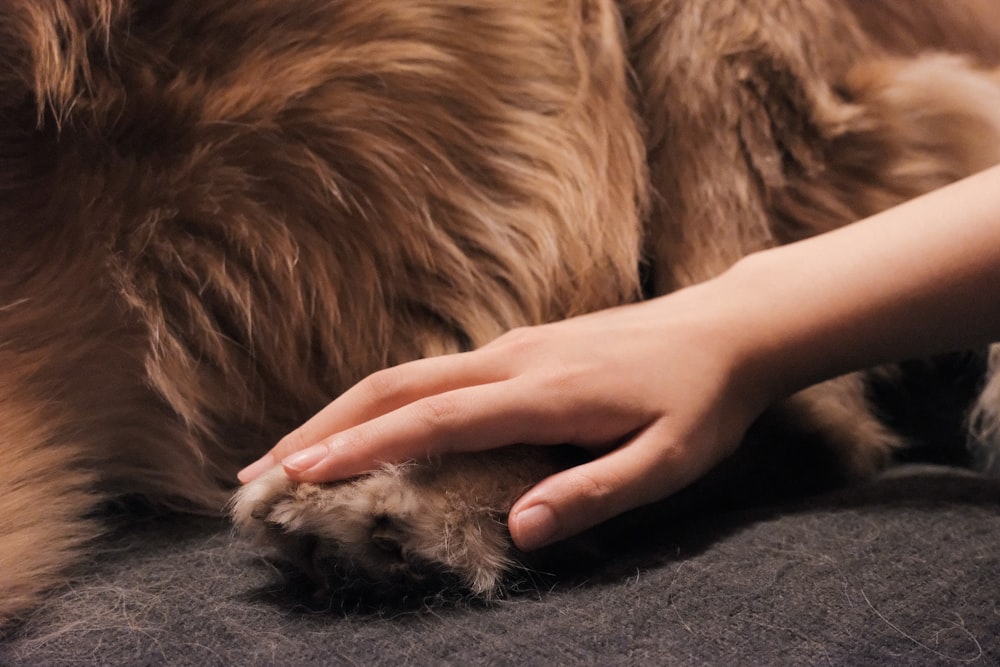 person holding brown fur textile