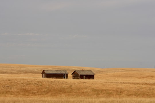 brown wooden house on brown grass field under white sky during daytime in Grasslands National Park Canada