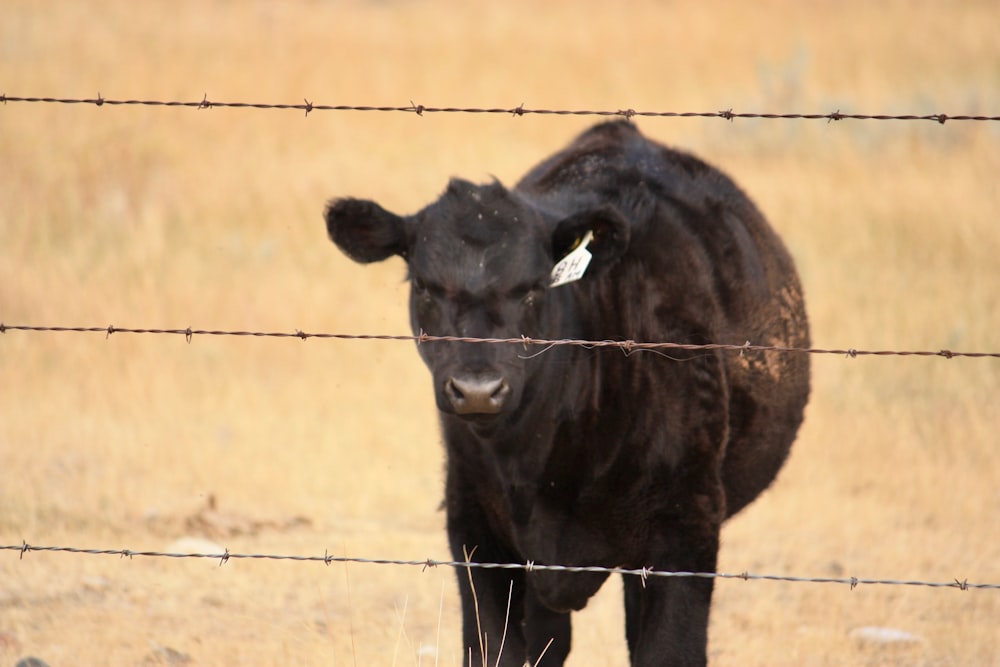 vache noire sur un champ brun pendant la journée