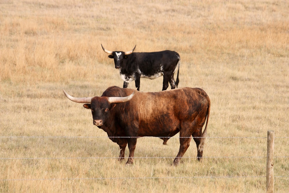 vaca marrom no campo de grama marrom durante o dia