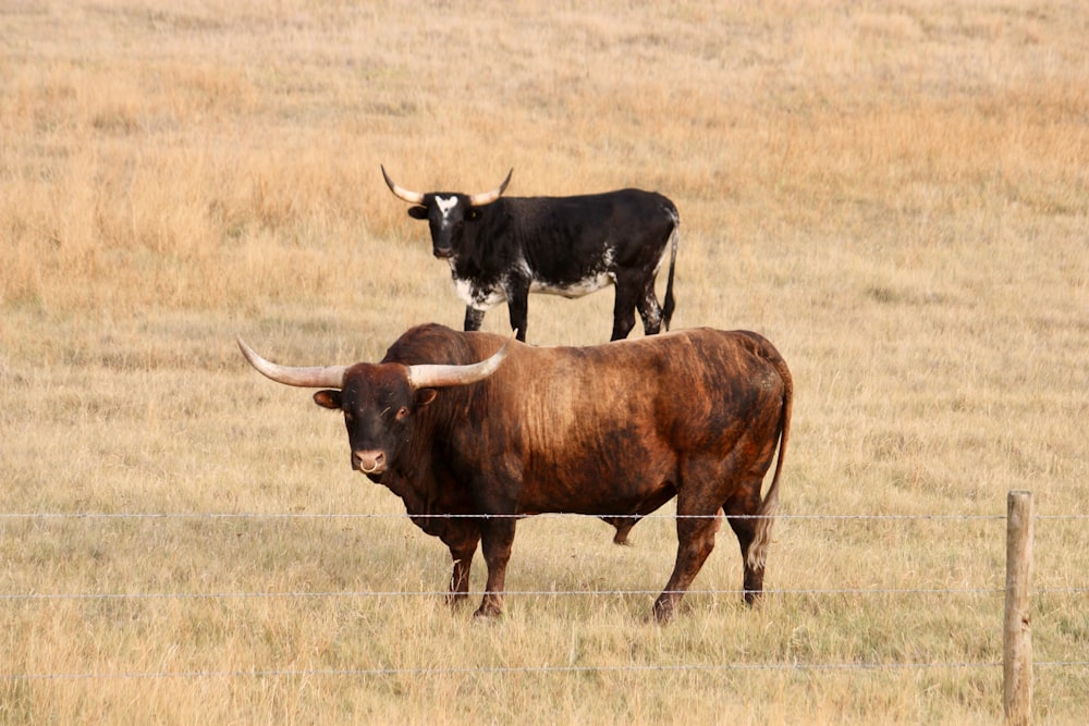 brown cow on brown grass field during daytime