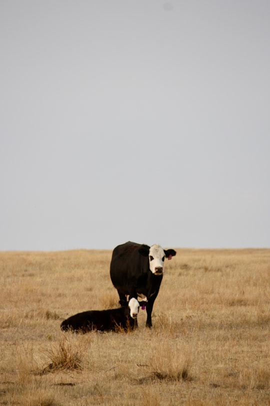 black and white cow on brown grass field during daytime in Val Marie Canada